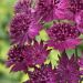 Astrantia major 'Venice' (Jarzmianka większa)